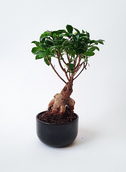 Bonsai Tree