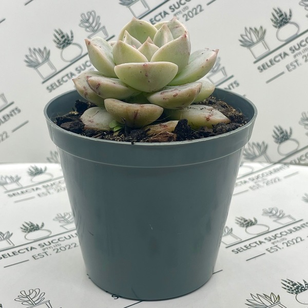 xGraptoveria titubans