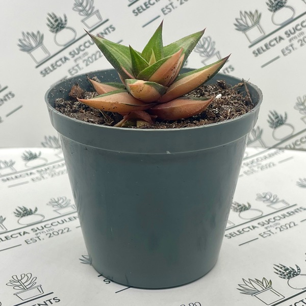 Haworthiopsis tortuosa ‘Variegata’