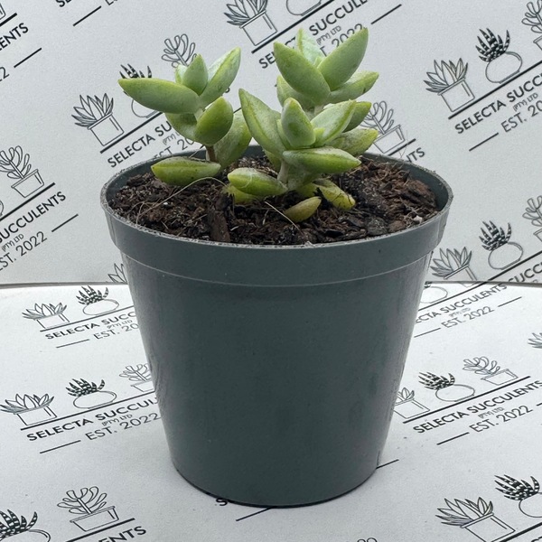Crassula rupestris
