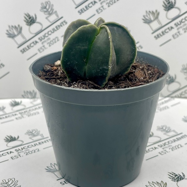 Astrophytum myriostigma var. nudum