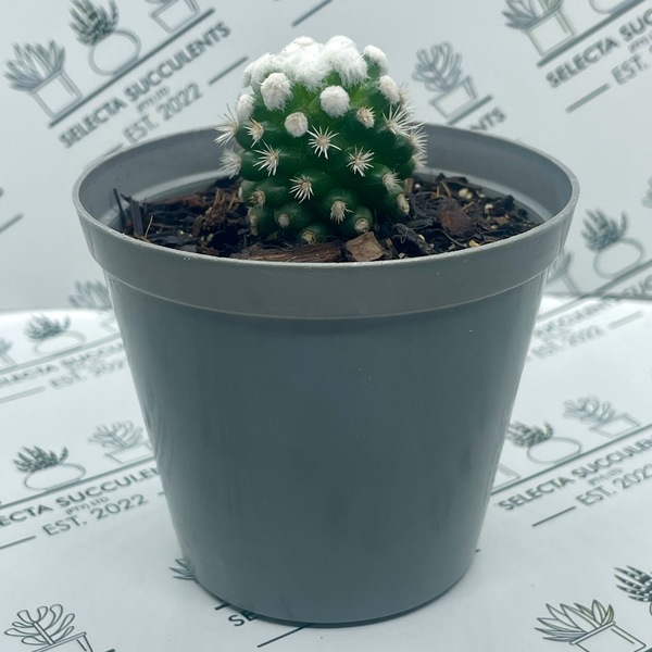 Mammillaria gracilis ‘Oruga’