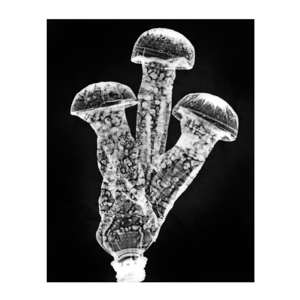 Mycoremediation xiv