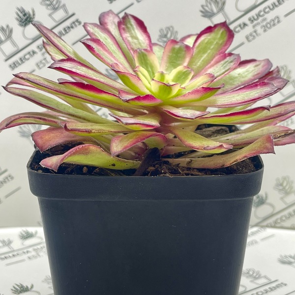 Aeonium ‘Mardi Gras’ (Medium)