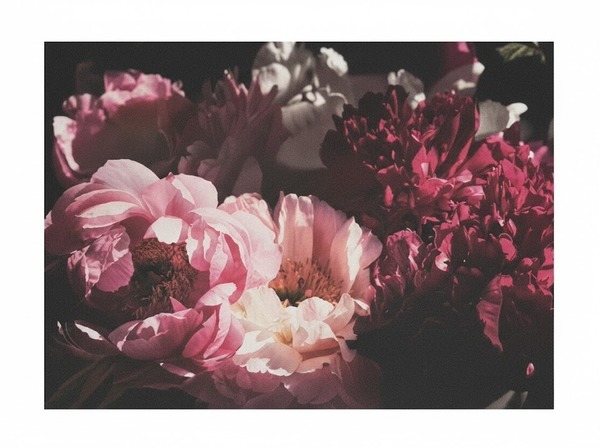 Paper Placemats - Poppies in Sunlight