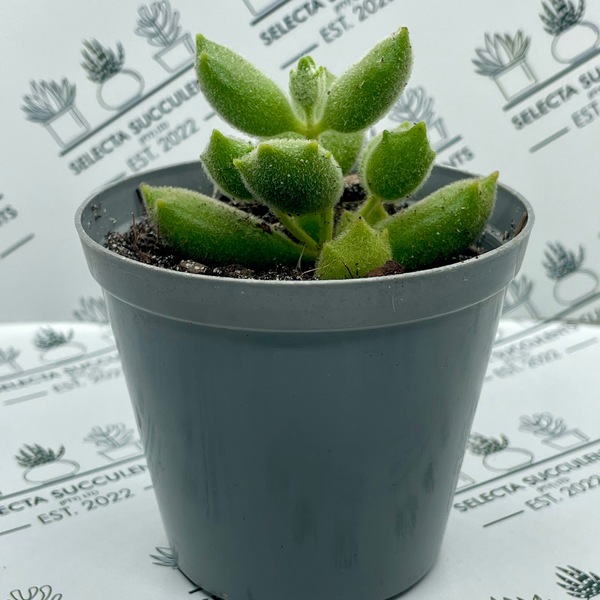 Cotyledon tomentosa ‘Kitten Paws’ (Small)