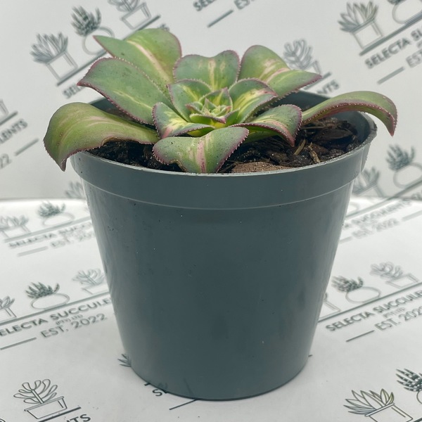 Aeonium ‘Starburst’ (Small)