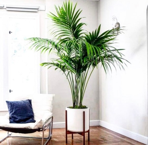 Bamboo Palm
