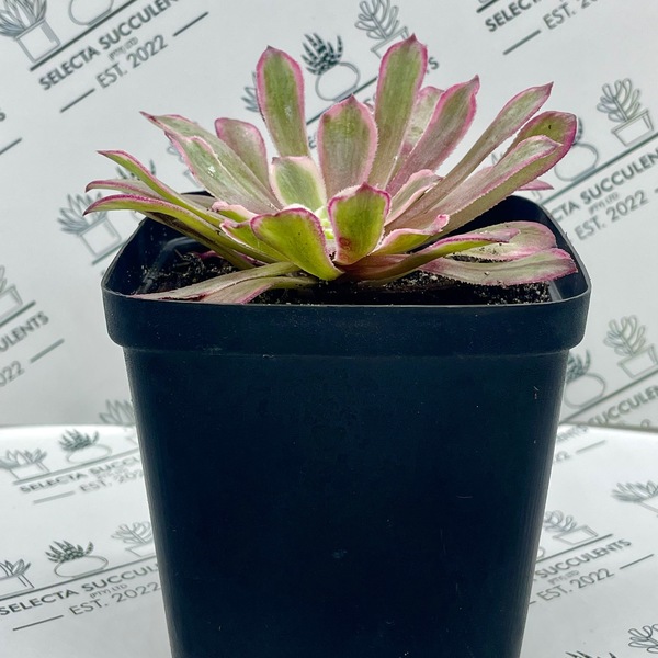 Aeonium ‘Ink Painting’ (Medium)