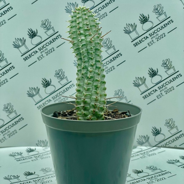 Euphorbia mammillaris ‘Variegata’
