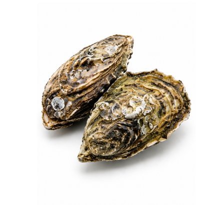 Large Oysters