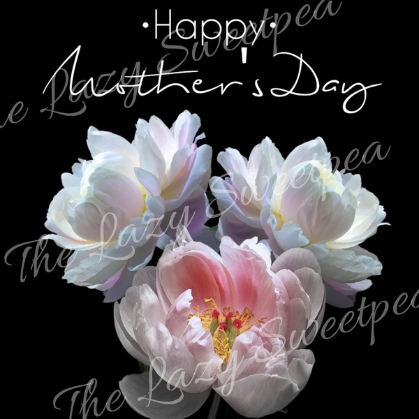 Made by us Mother's day card - Black with White Pink Rose
