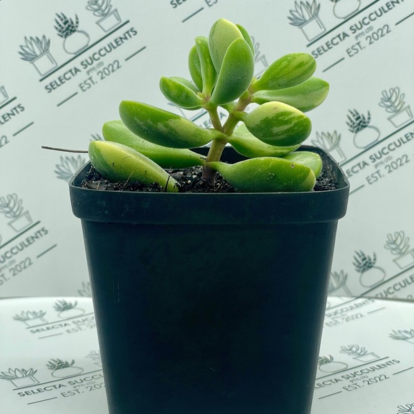 Crassula rogersii ‘Variegata’ (Medium)
