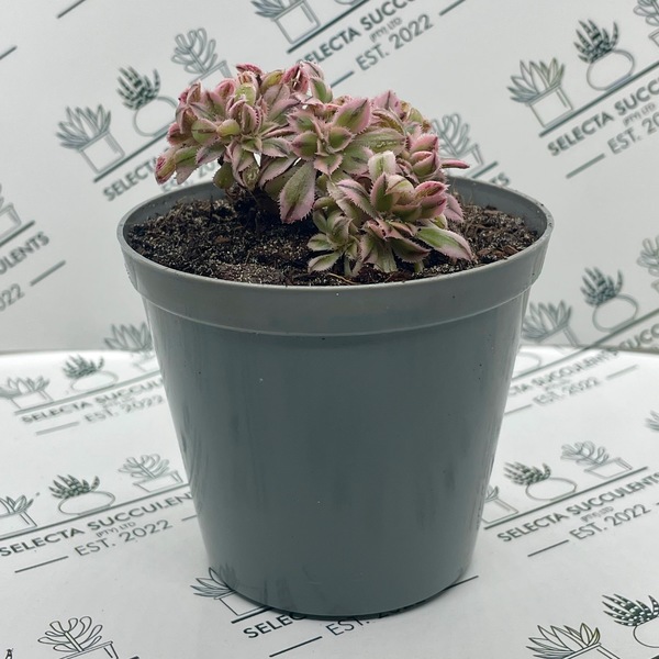 Aeonium ‘Sunburst Cristata’