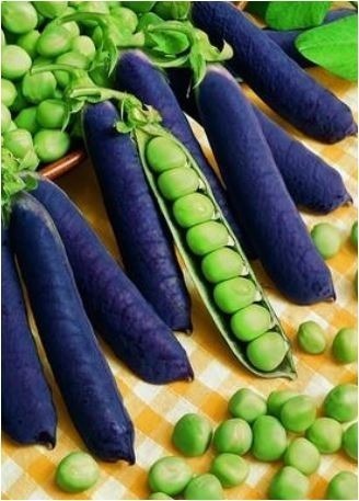 Pea - Blue Shelling