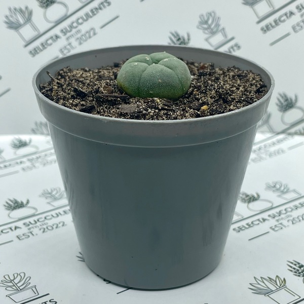 Lophophora williamsii