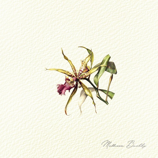 Orchid Specimen | Miniature Botanical Artwork Print