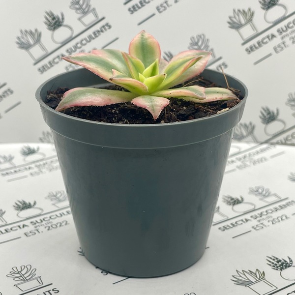Aeonium ‘Maple Leaf’