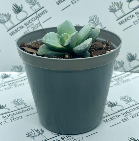 Crassula ‘Morgan’s Beauty’