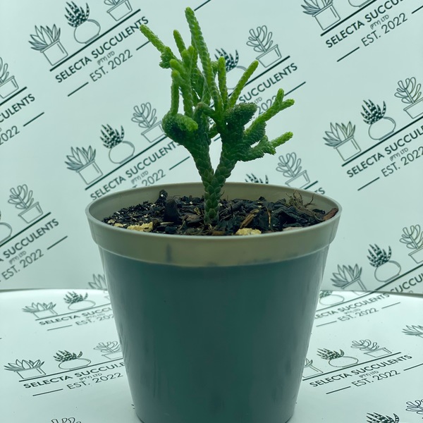 Crassula muscosa ‘Cristata’