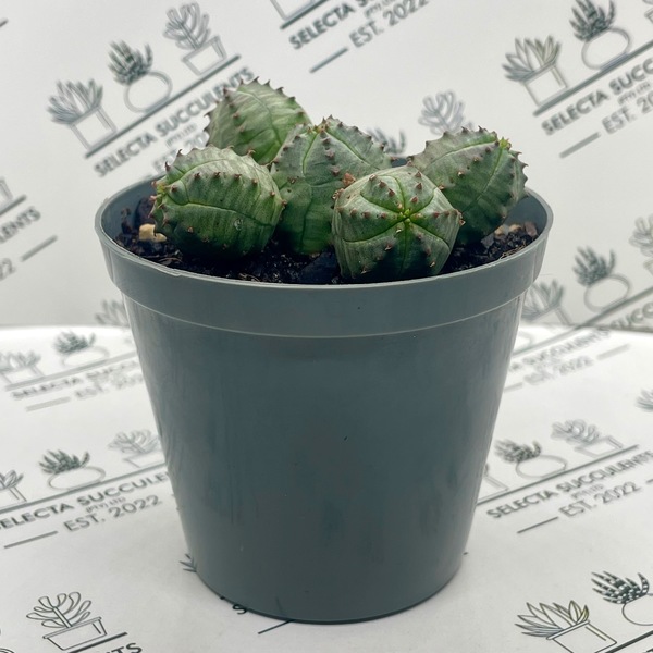 Euphorbia pseudoglobosa