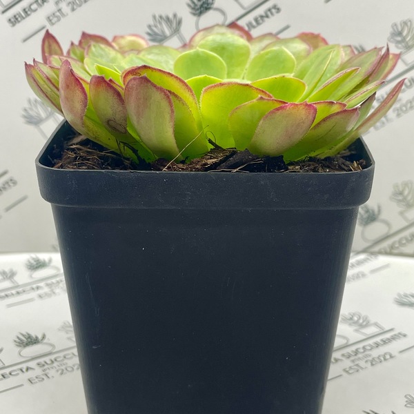 Aeonium ‘Fiesta’ (Medium)