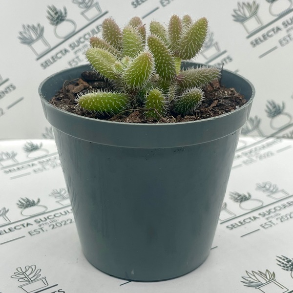 Delosperma echinatum