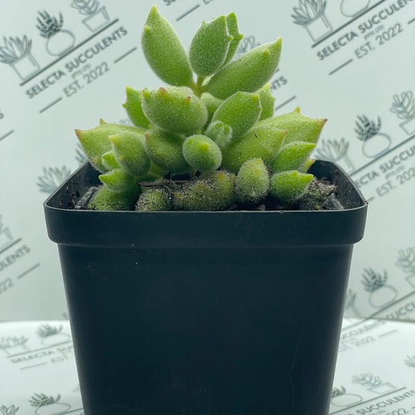 Cotyledon tomentosa ‘Kitten Paws’ (Medium)