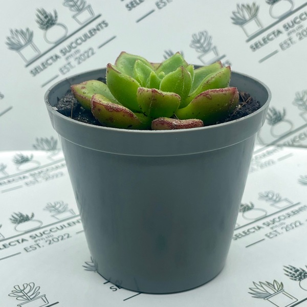 xCremneria ‘Chubbs’