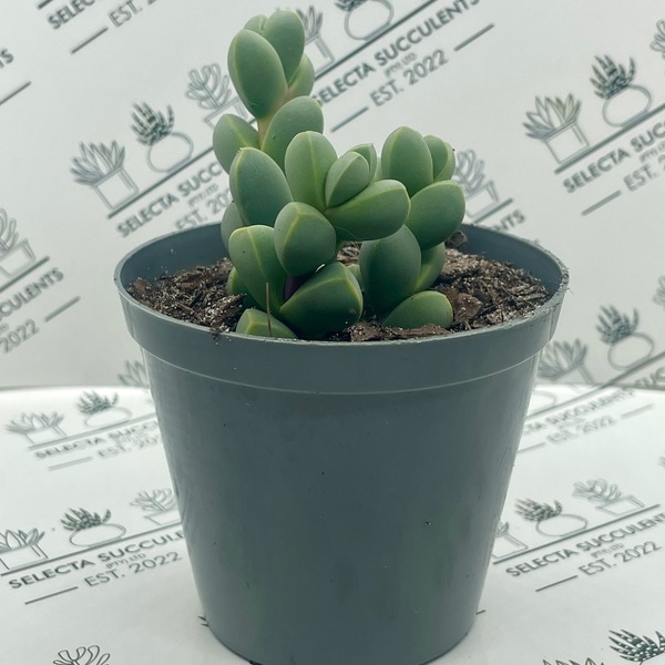 Corpuscularia lehmanii