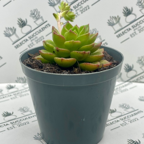 xSedeveria ‘Letizia’