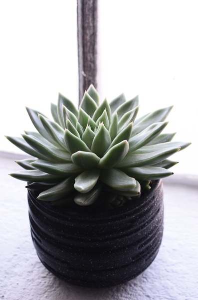 Succulent (Echeveria Pollux)