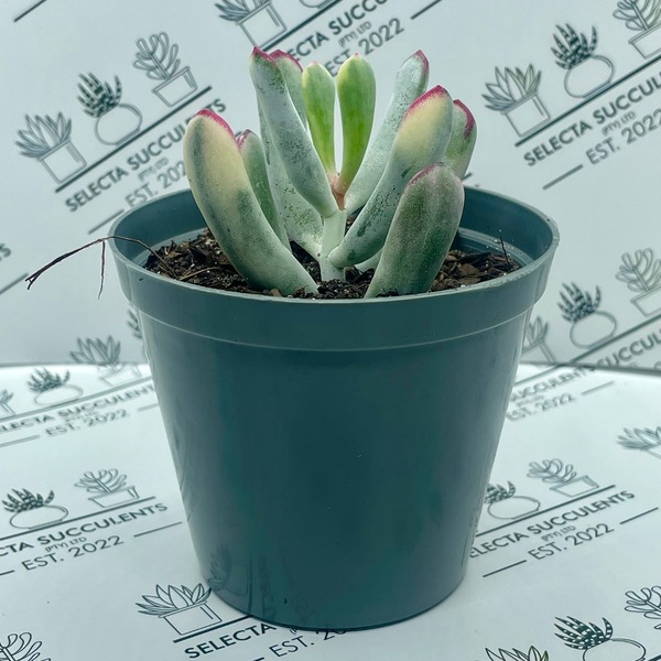 Cotyledon orbiculata var. flanaganii ‘Variegata’
