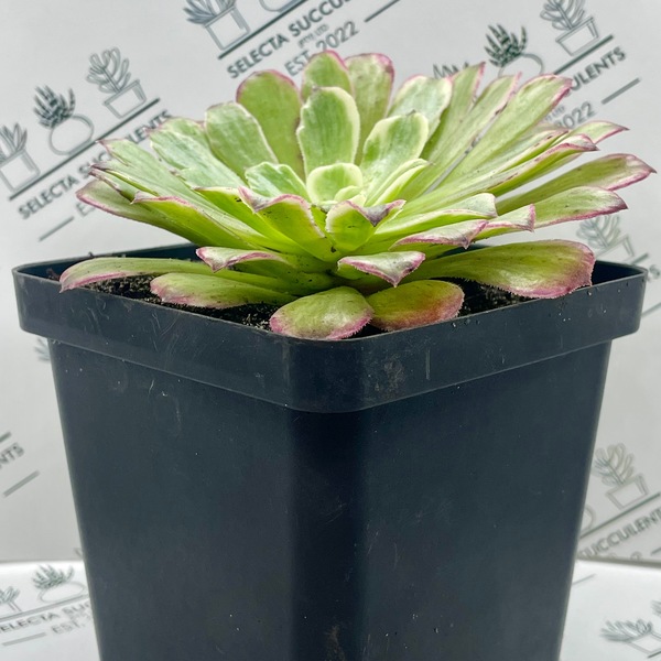 Aeonium ‘Ink Painting’ (Large)