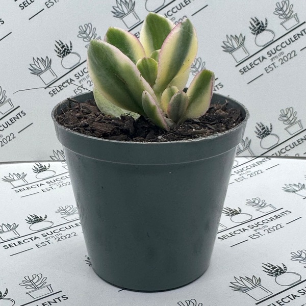 Crassula ovata ‘Tricolor’