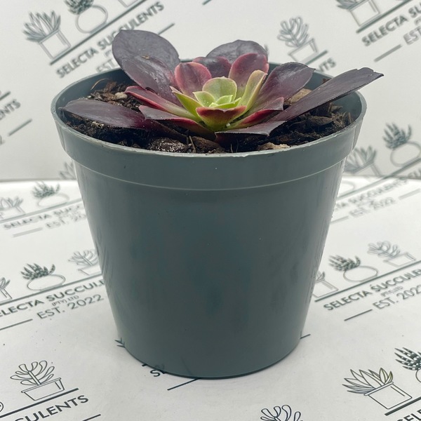Aeonium ‘Superbang’ (Small)