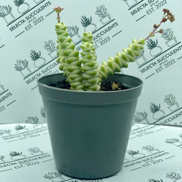 Crassula ‘Baby’s Necklace Variegata’