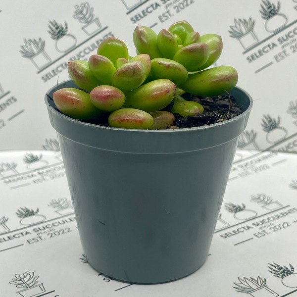 Sedum lucidem ‘Obesum’