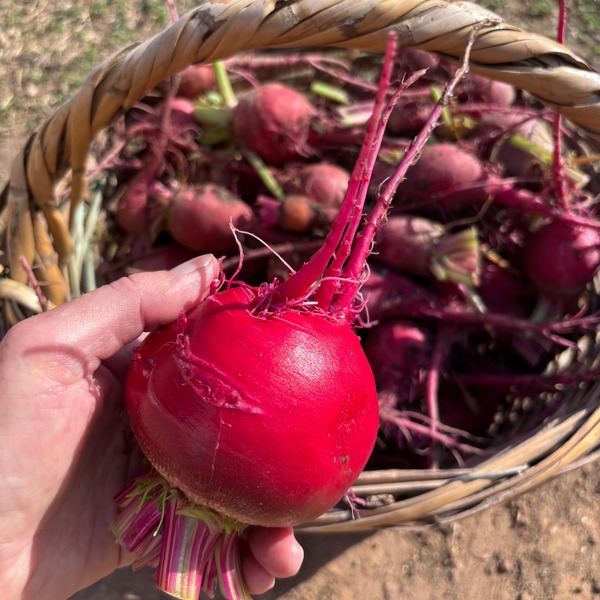 Beetroot: Candy-striped (1kg)