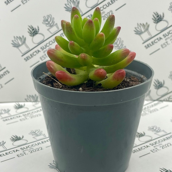 Sedum ‘Jaspa’