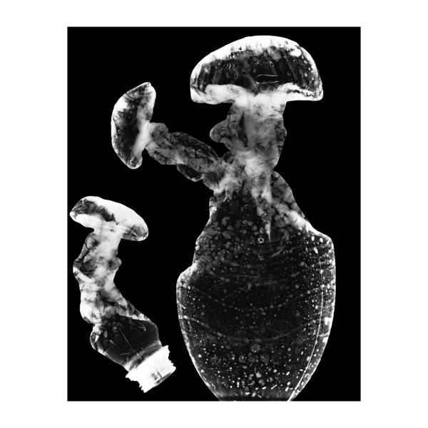 Mycoremediation iii