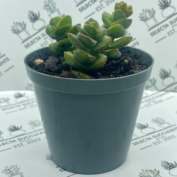 Crassula ‘Jade Tower’