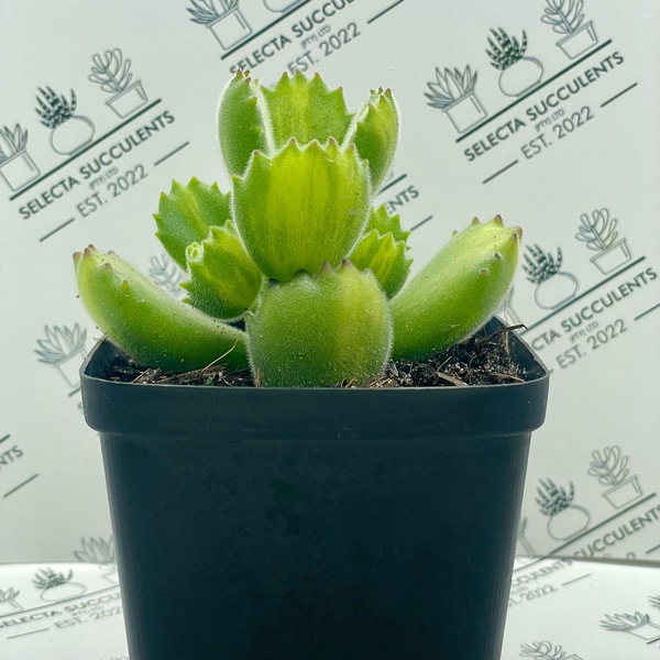 Cotyledon tomentosa ‘Reverse Variegata’ (Medium)