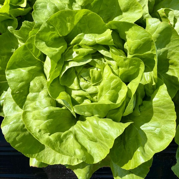 Butter Lettuce (Whole)