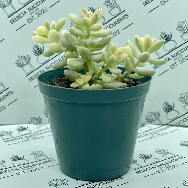 Graptopetalum ‘Mirinae Variegata’