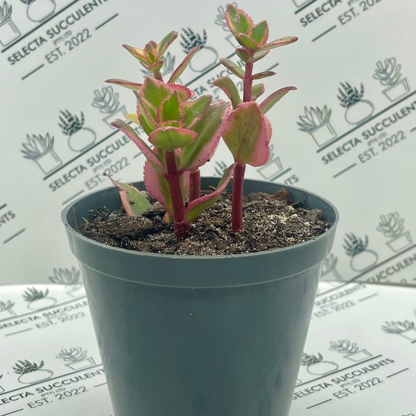 Crassula sarmentosa ‘Comet’