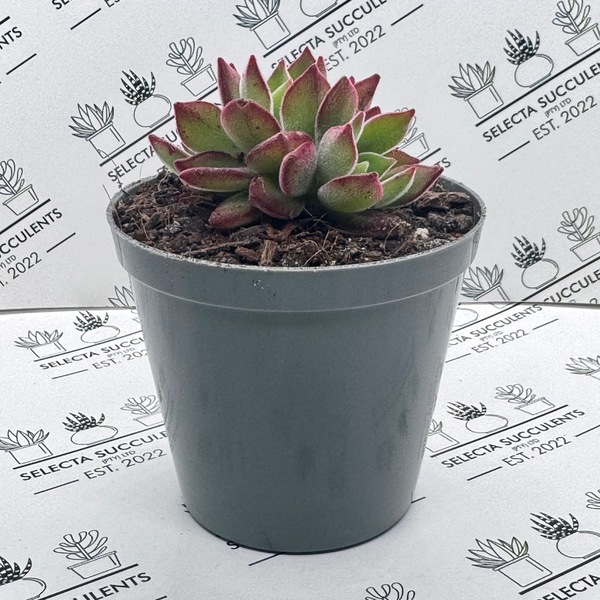 Echeveria pulvinata ‘Devotion’