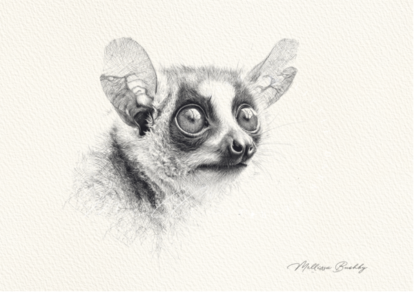 Bushbaby