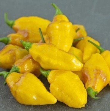 Chilli Pepper Habanero Yellow