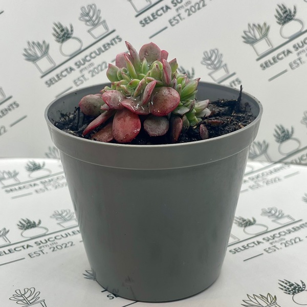 Echeveria ‘Briar Rose Cristata’